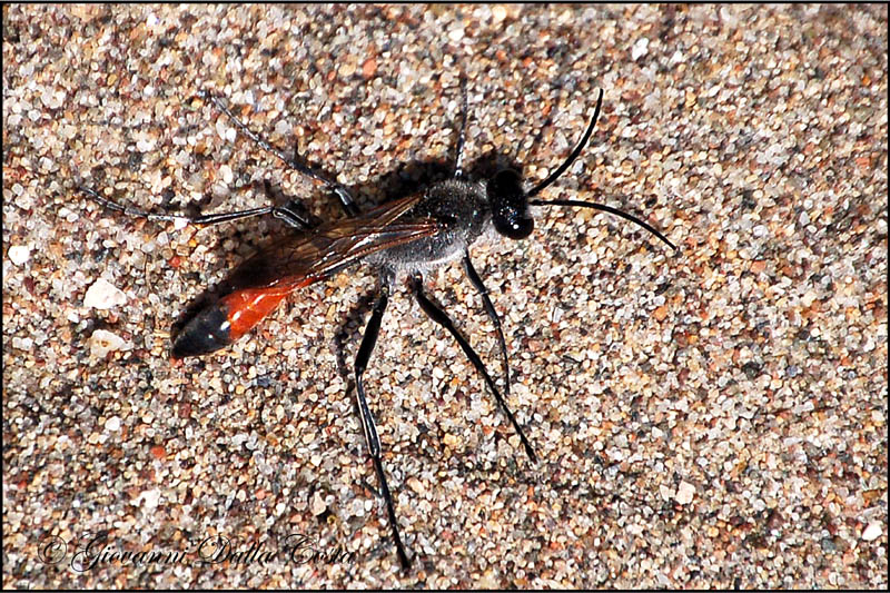 Sulla sabbia della spiaggia: Ammophila sp, (Sphecidae)